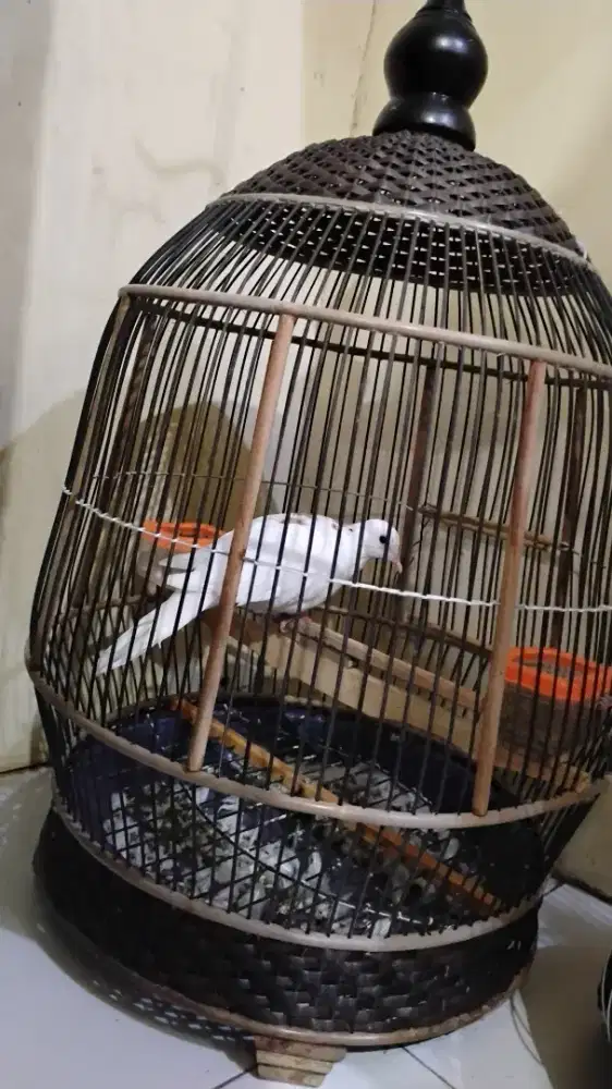 Dijual Murah Tekukur Putih Kuk 2 dan Perkutut Bangkok Ring Berkualitas