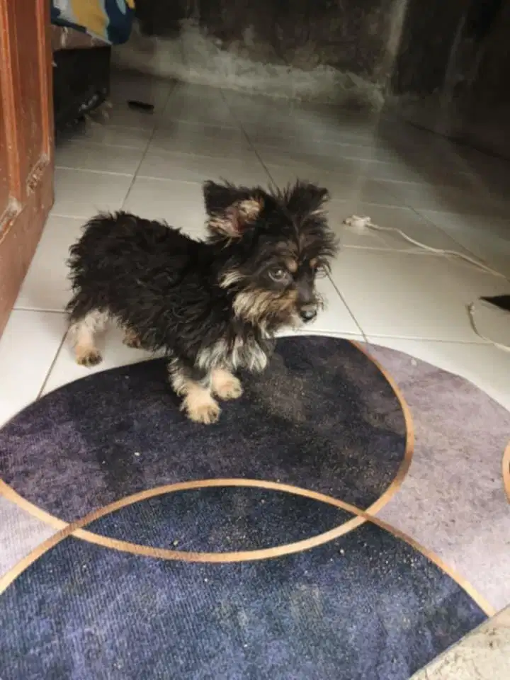 Yorkshire jantan 2 bulan