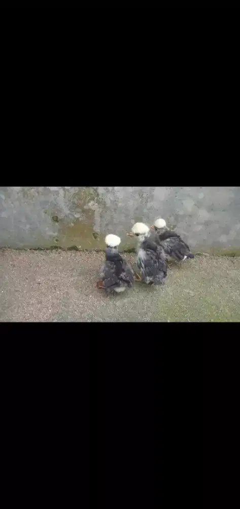 Ayam Poland white crested (3 ekor).