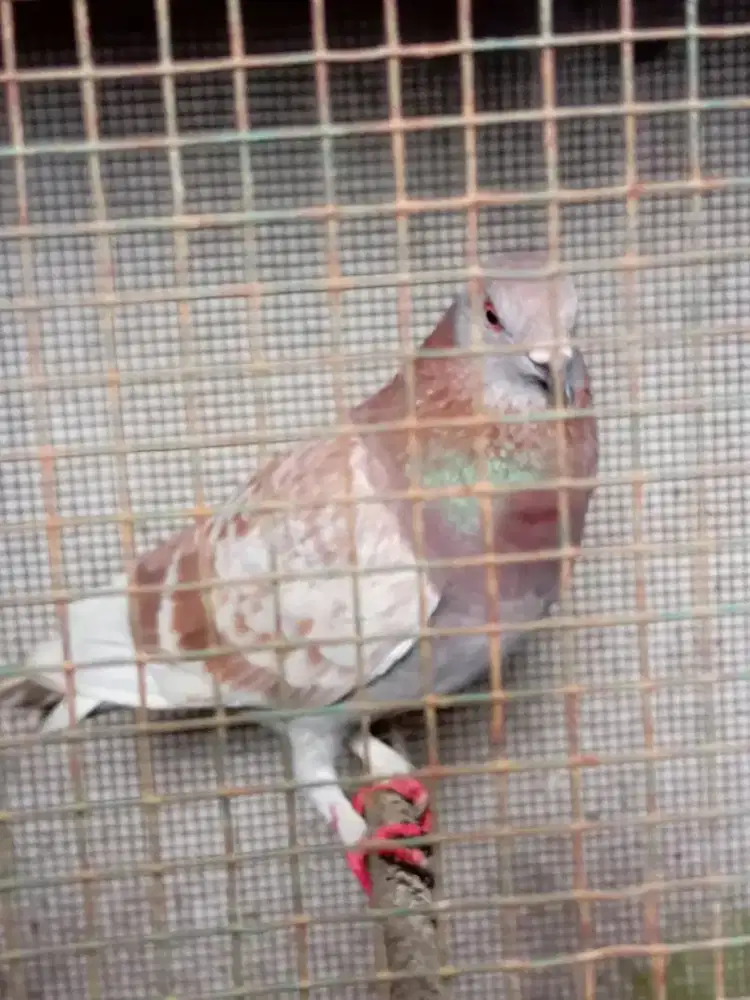 kandang burung bekas layak