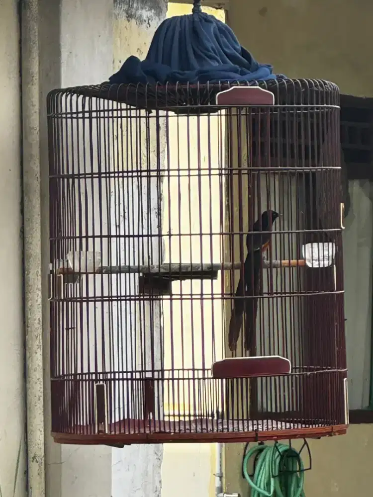 Murai Batu medan ekor panjang