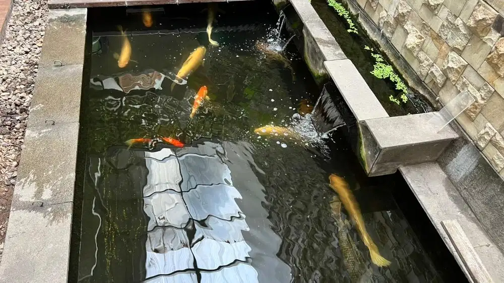 Ikan air tawar untuk kolektor