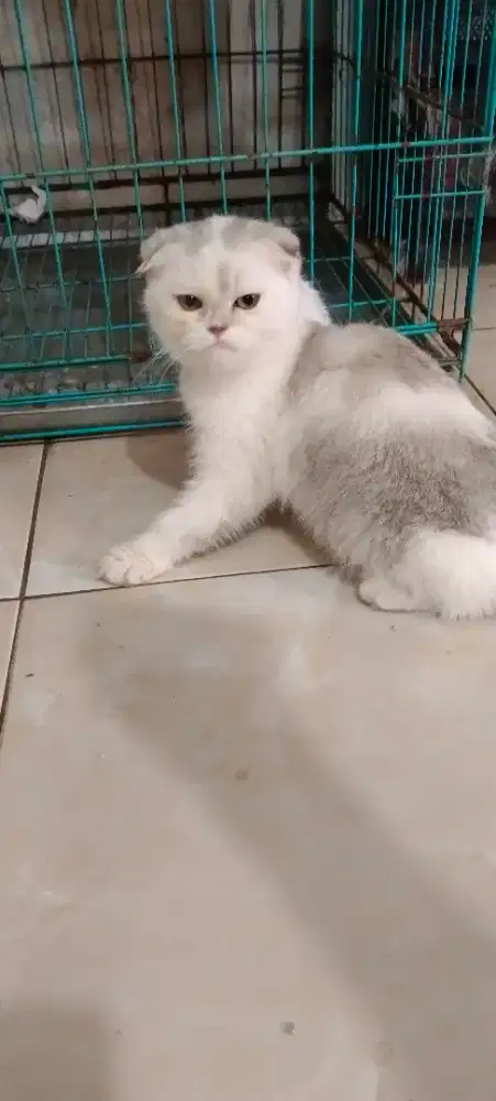 Kucing betina scottihs fold, bsh, persia, munchkin, praknose