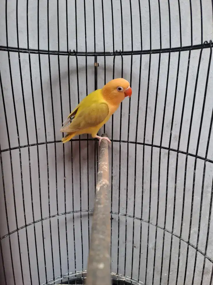 Lovebird Paud Jantan Biola AquaBlue1 Euwing Violet Pale Fallow (PF)