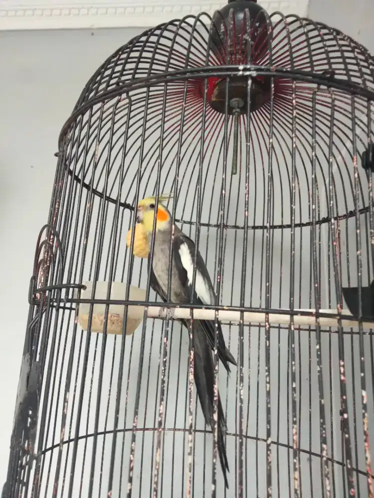 Burung Falk / Parkit Australi Jantan Rajin Bunyi A5 full set KK