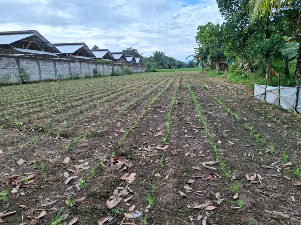 Dijual Tanah Darat murah