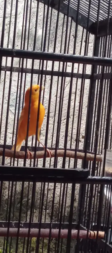 Kenari merlok bunyi fulset