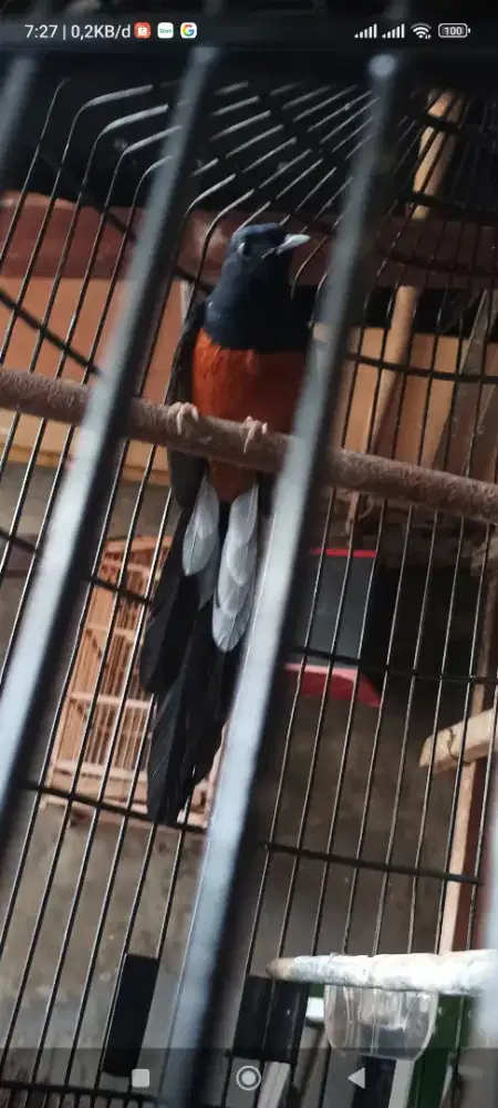 Jual burung murai  medan