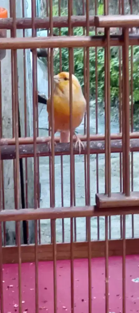 Burung kenari kuning bunyi