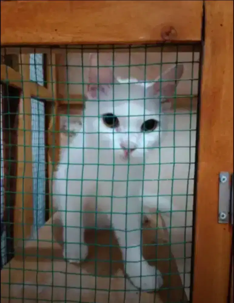 Kucing Persia American shorthair