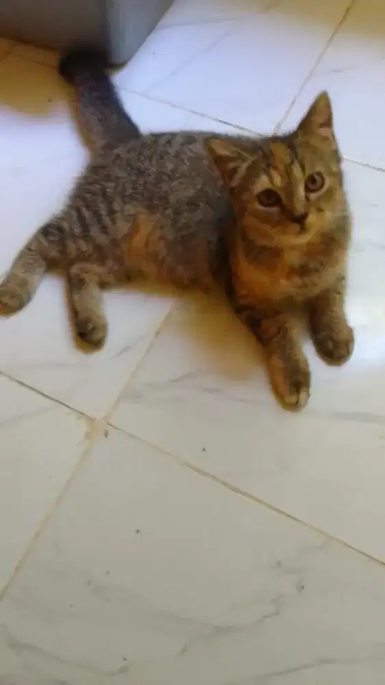 Kucing Persia American shorthair