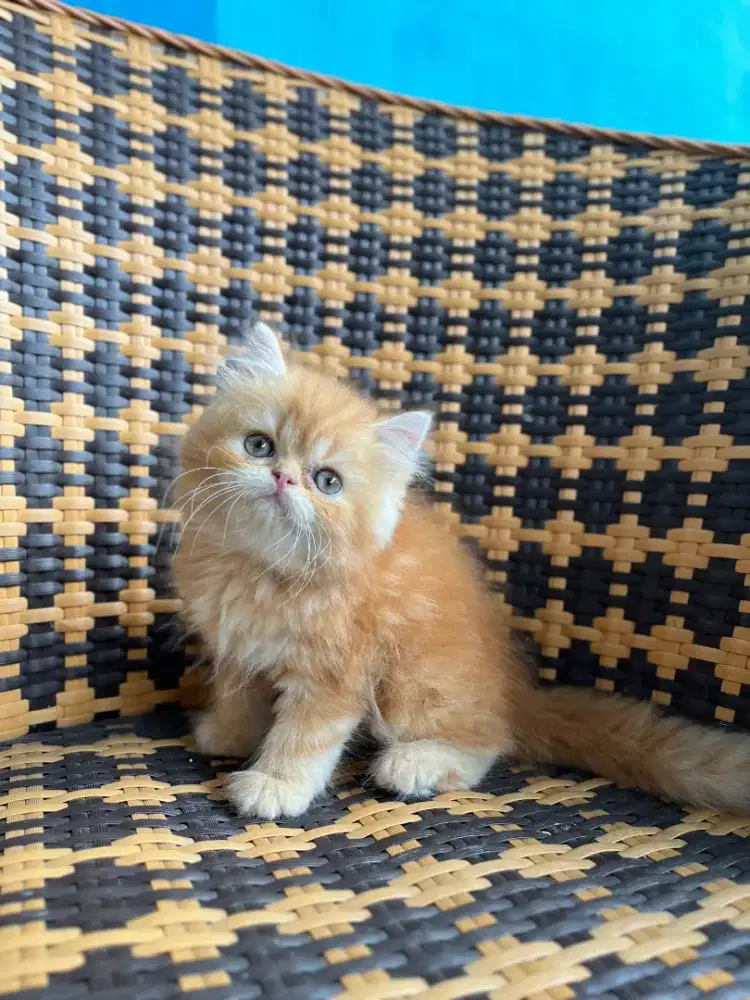 Kitten kucing persia flatnose