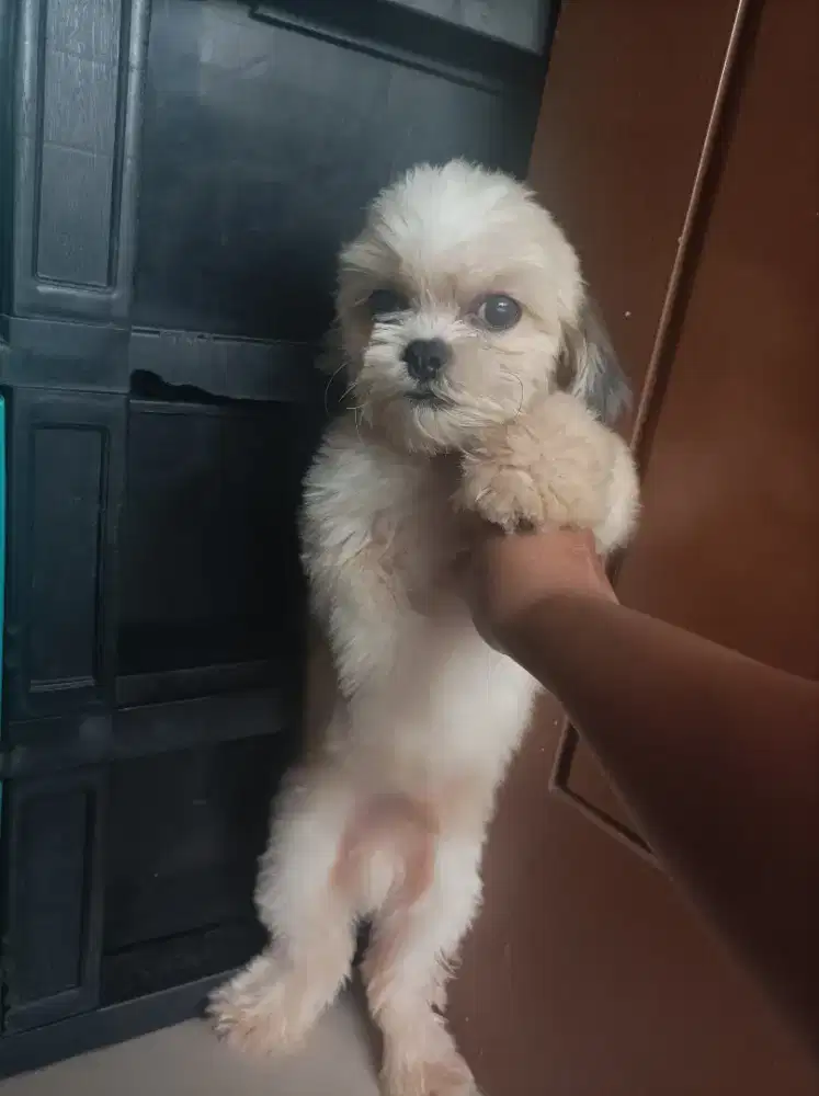 Shih tzu jantan