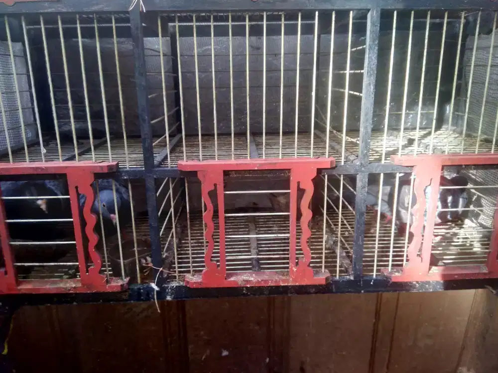 Kandang burung dara dongdang dan isi nya