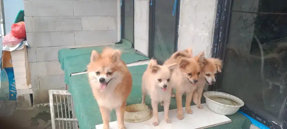 Induk dan anakan minipom