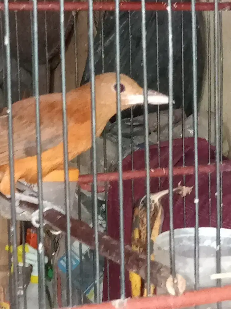 jenis burung  Cica mas