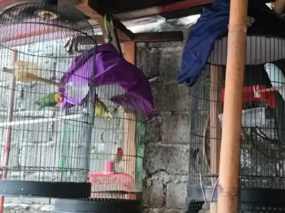 Borong 3 ekor lovebird dan parkit