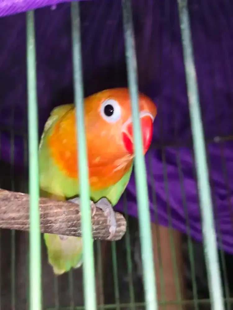 lovebird dan parkit
