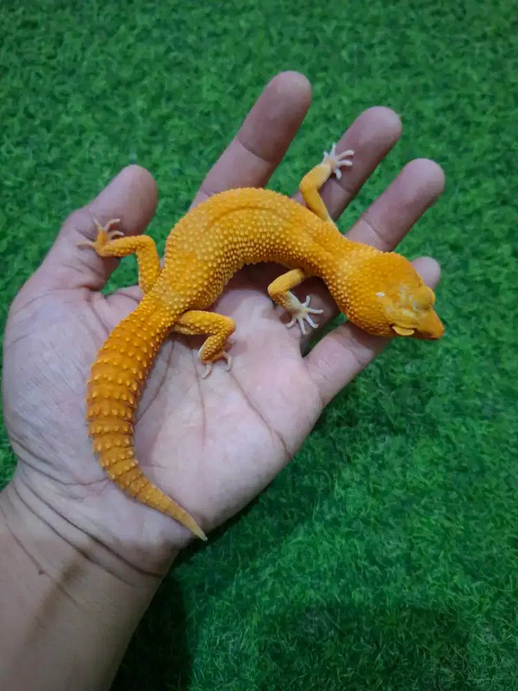 Gecko Sunglow Male CT Full Kode S01
