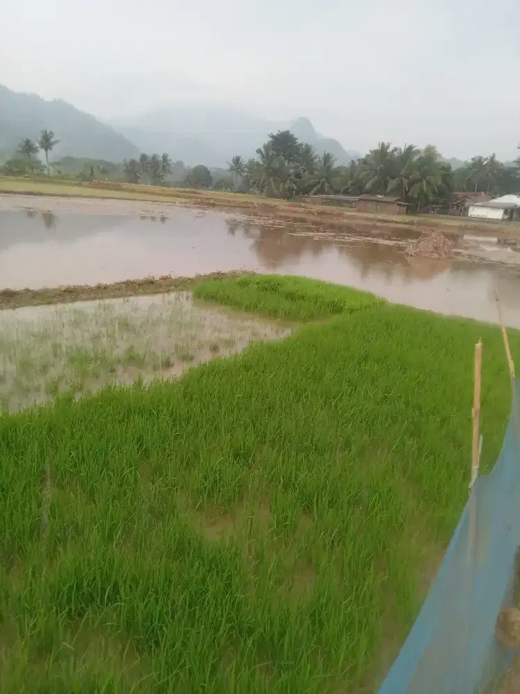 Dijual Sawah luas 2300 m²