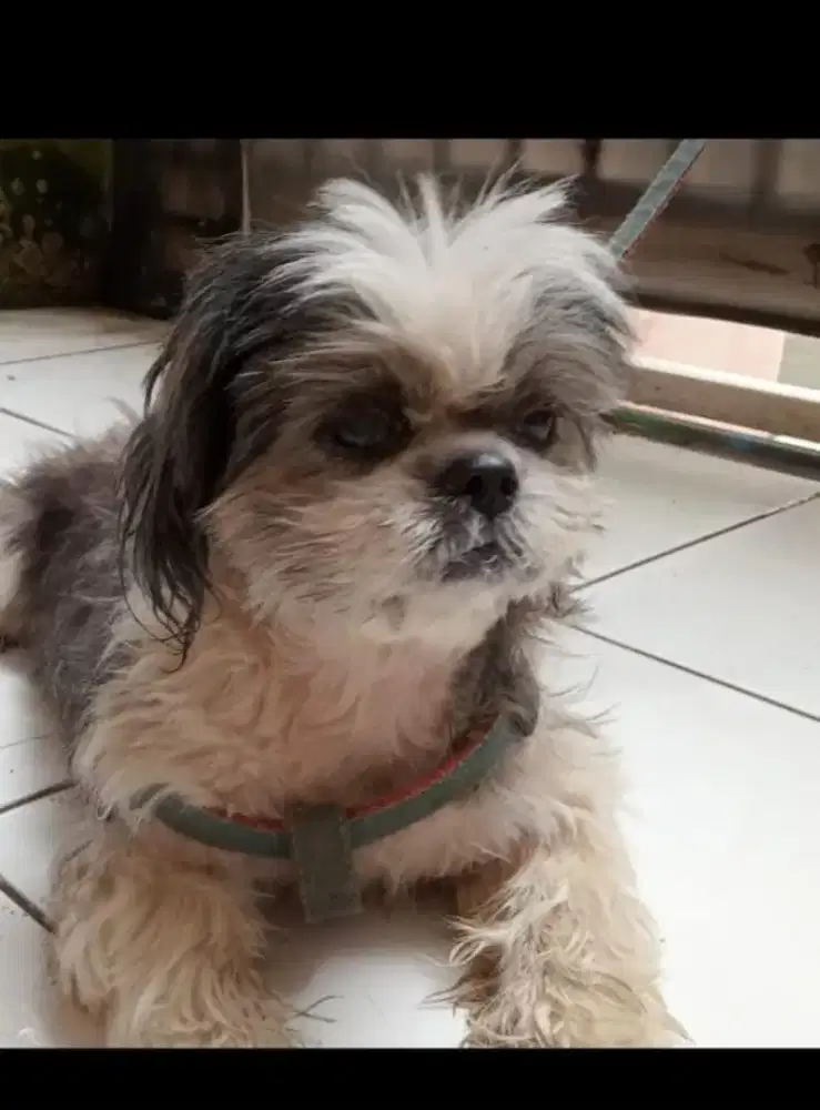 Dijual cepat anjing Shitzuu dewasa gembul