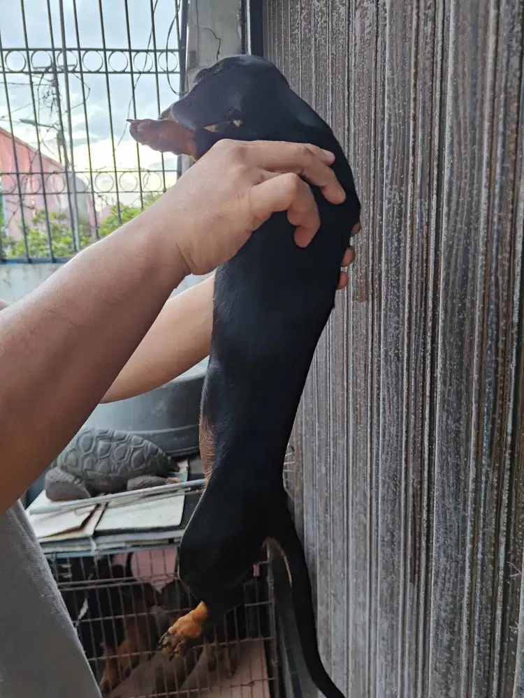 TEKEL DACHSHUND KANINCHEN cewe, dob25okt25 NO-STAMBOOM NO-VACCINE