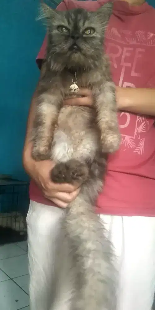 Kucing Himalaya semi peaknose birahi