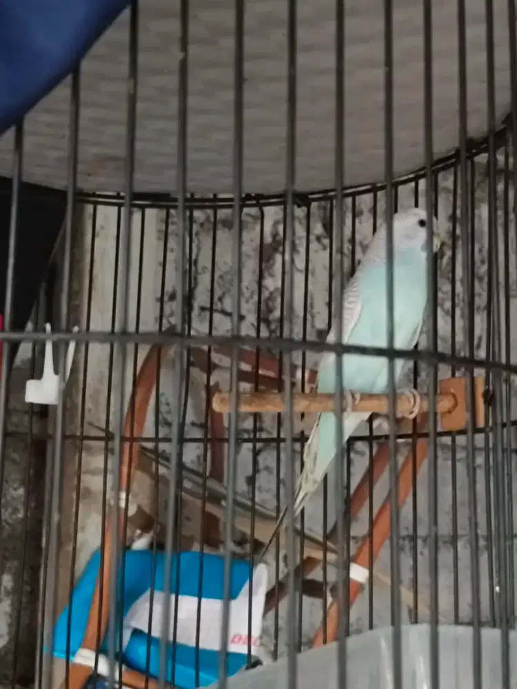 Burung Parkit jantan fullset