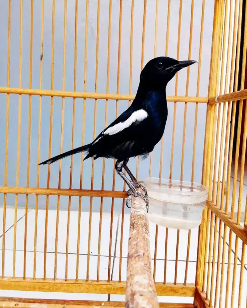 Kacer jawa timur pastol