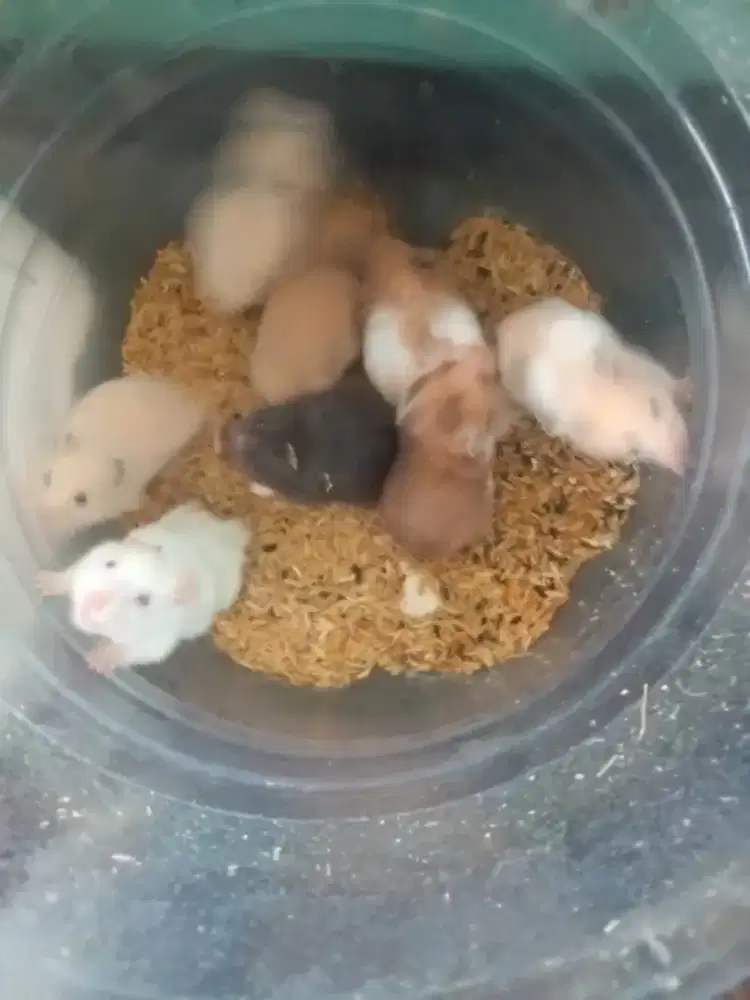 Mangga borong aja hamster ada anak ada dewasa