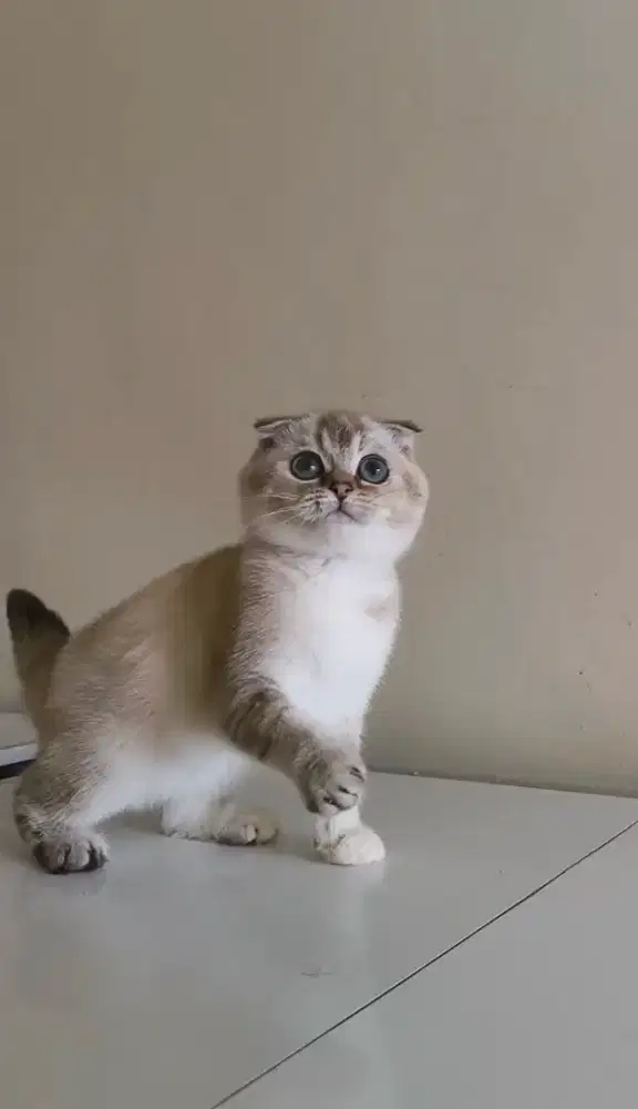 Scottish fold female 3 bulan