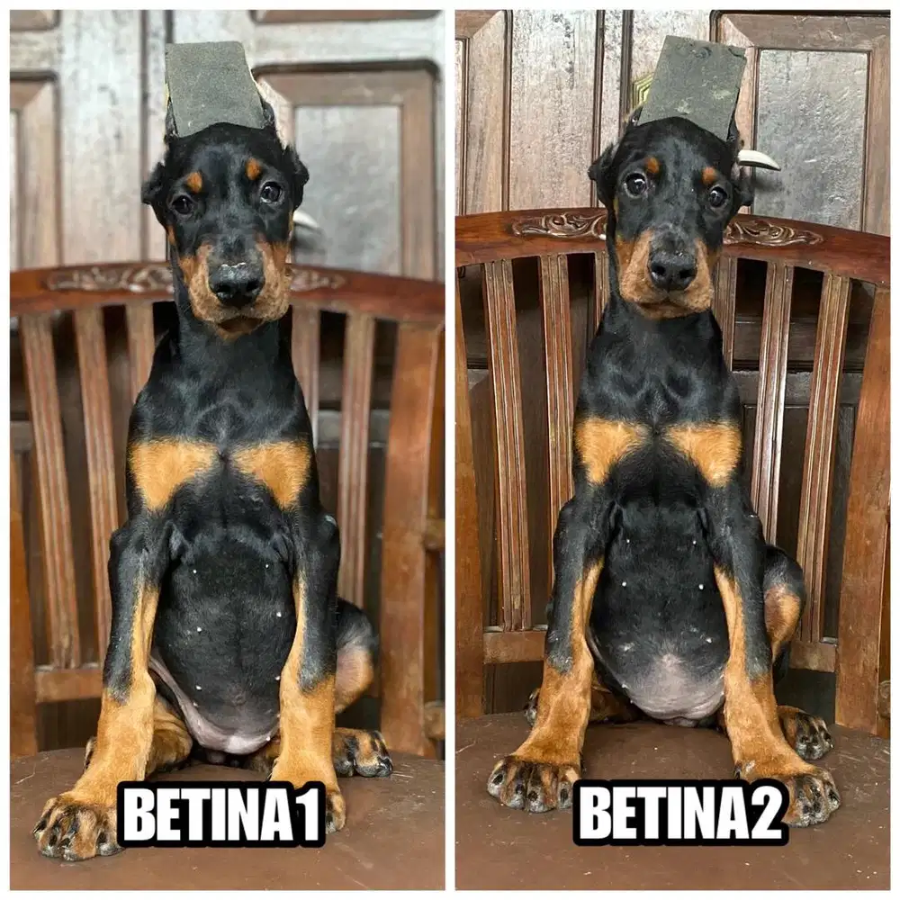 Doberman betina stb vaksin