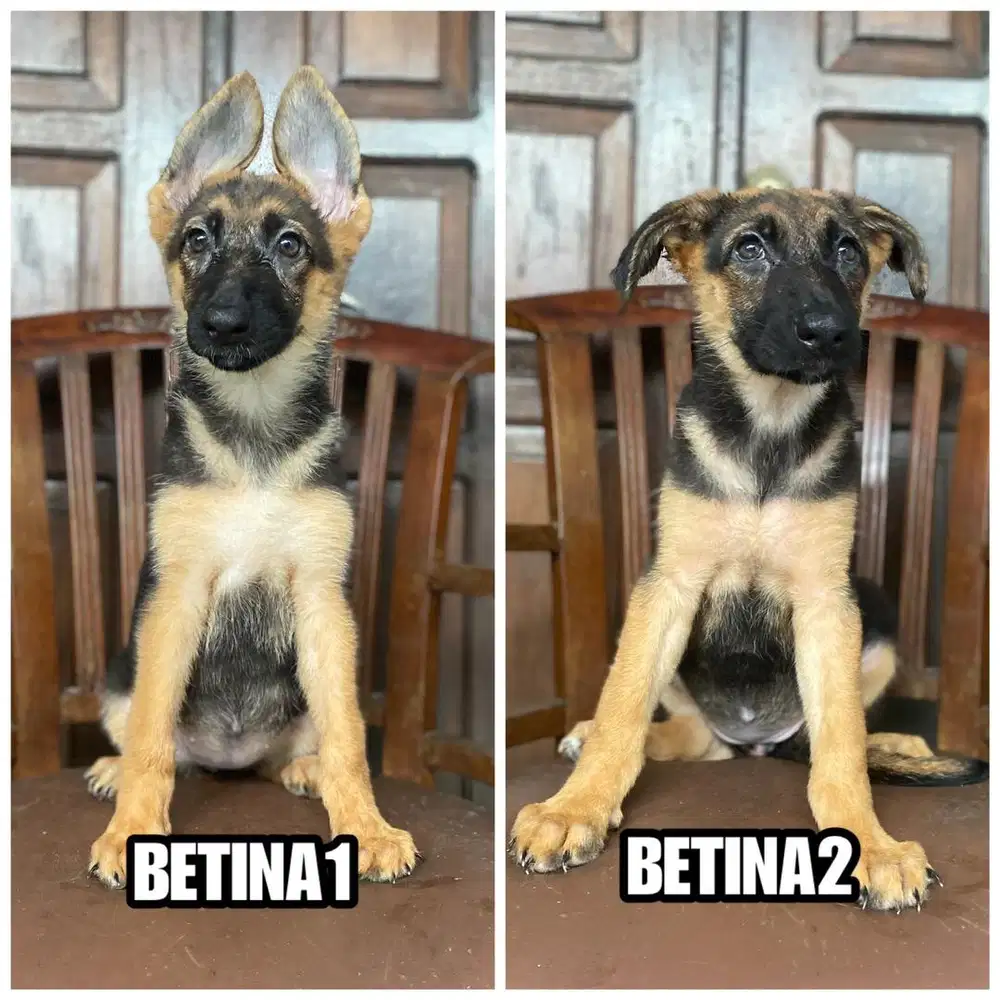 German sheperd / herder stb vaksin TERMURAH