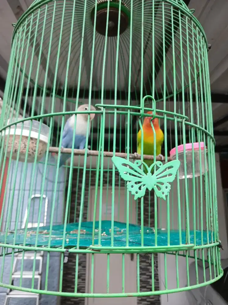 Lovebird sepasang