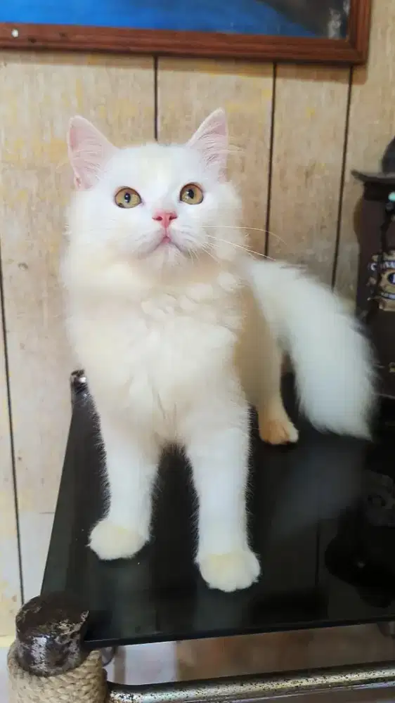 Kitten Jantan Persia Medium Usia 3,5 Bulan