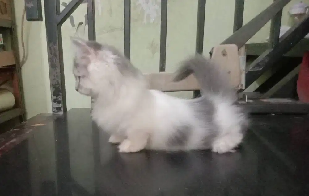 kucing kitten munchkin sepasang
