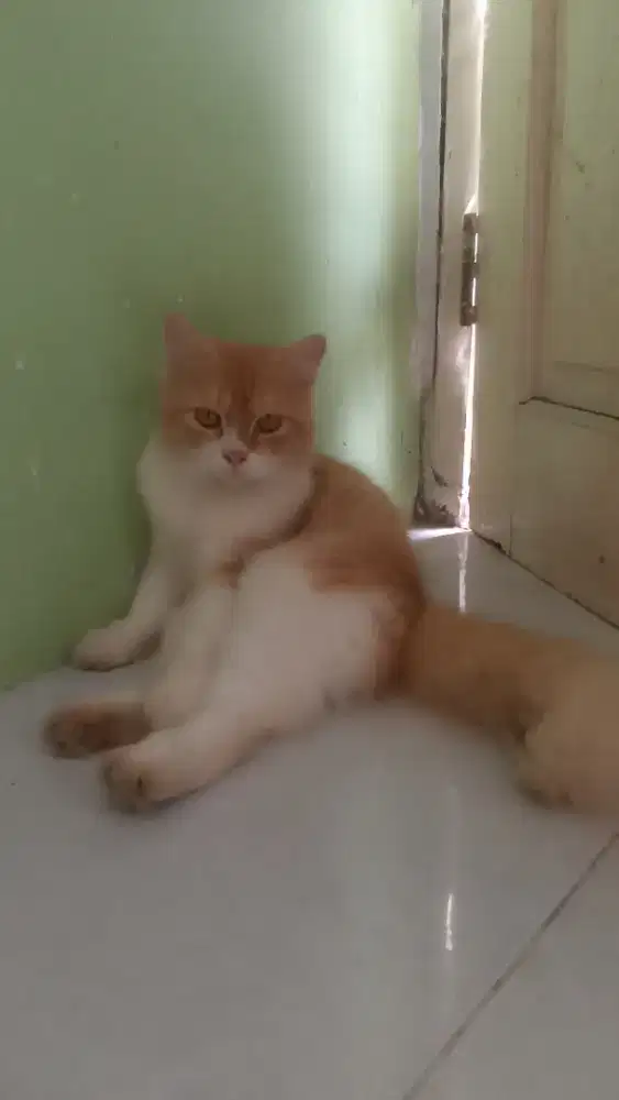 kucing persia gembul