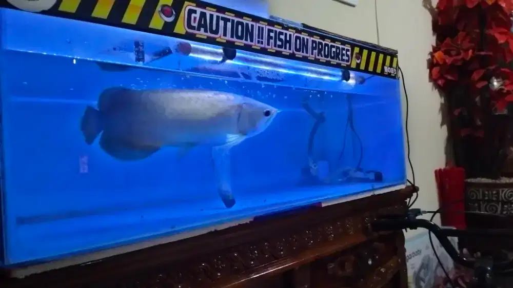 Ikan arwana green Pino fullshet