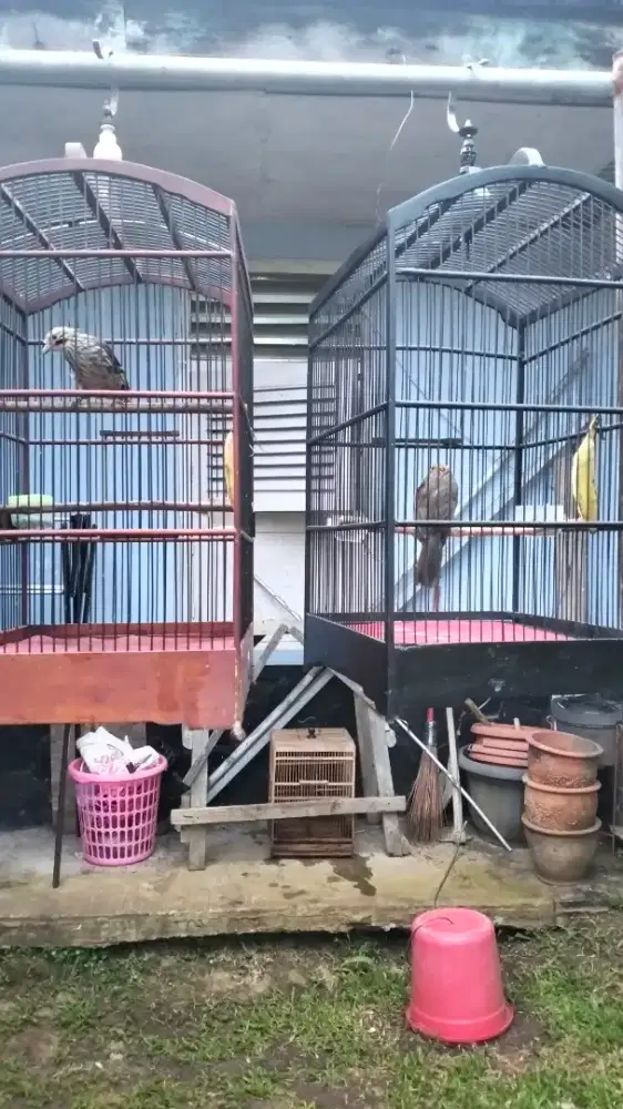 Cucak rowo sepasang dna mapan