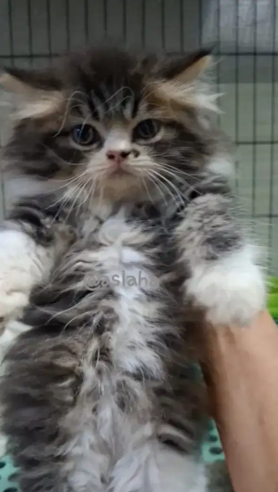 Anak kucing anggora/kitten flatnose jantan/kucing persia  jantan