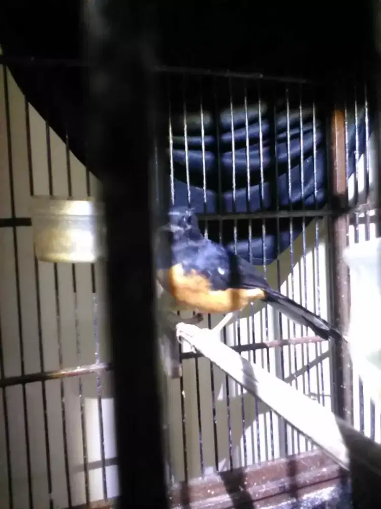 Jual cepat 3 ekor burung