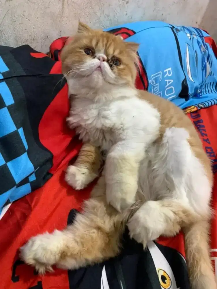 Kucing jantan foldex ( Scottish fold x peak nose )