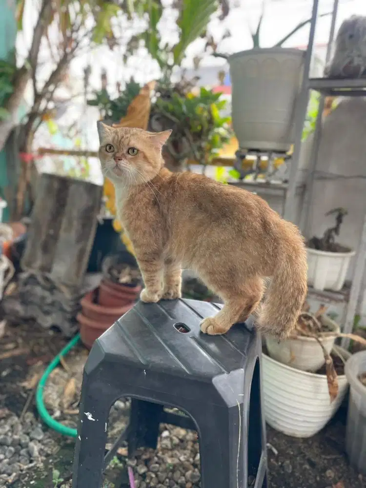 British short hair golden NY 11 jntan