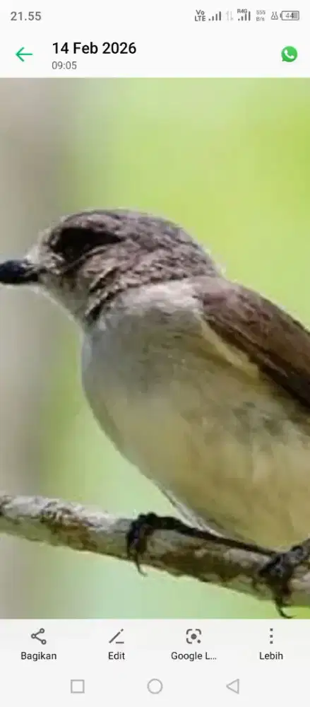 kancilan bakau jantan