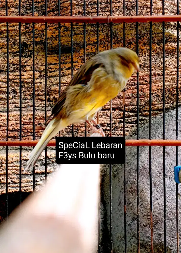 Kenari F3ys bulu baru