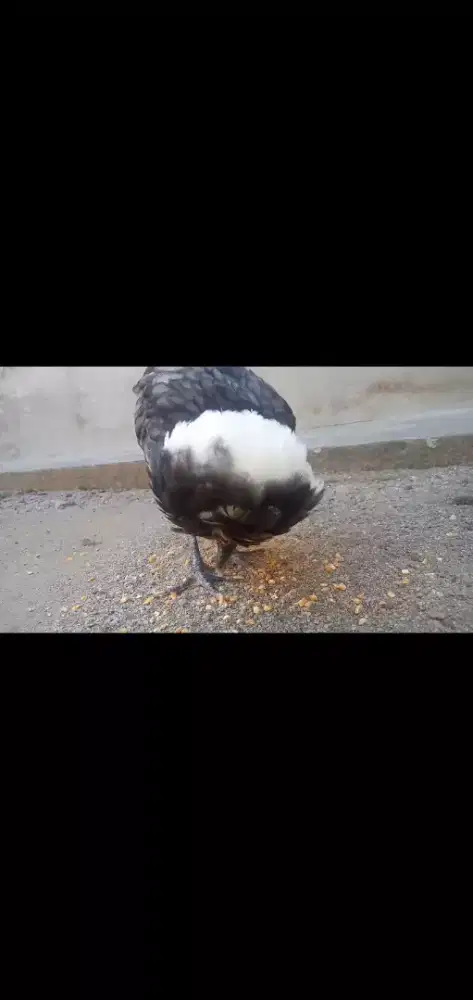 Ayam Poland white crested (betina).