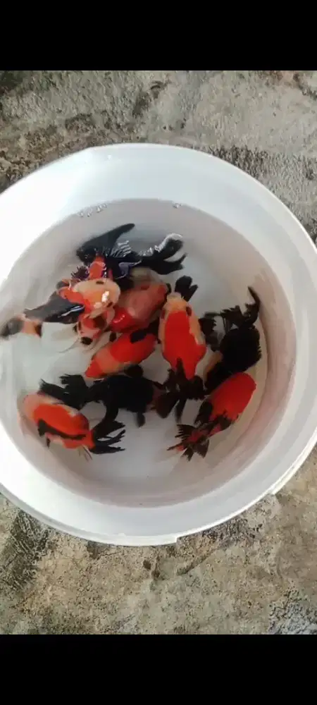 Koki Panda & Trico Jawa 10 cm