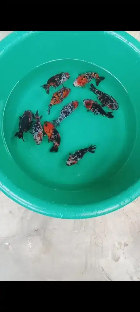 Koki Rancu Calico/pw jawa