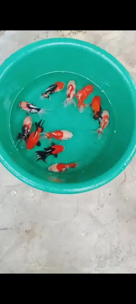 Koki Panda, Trico & Rw