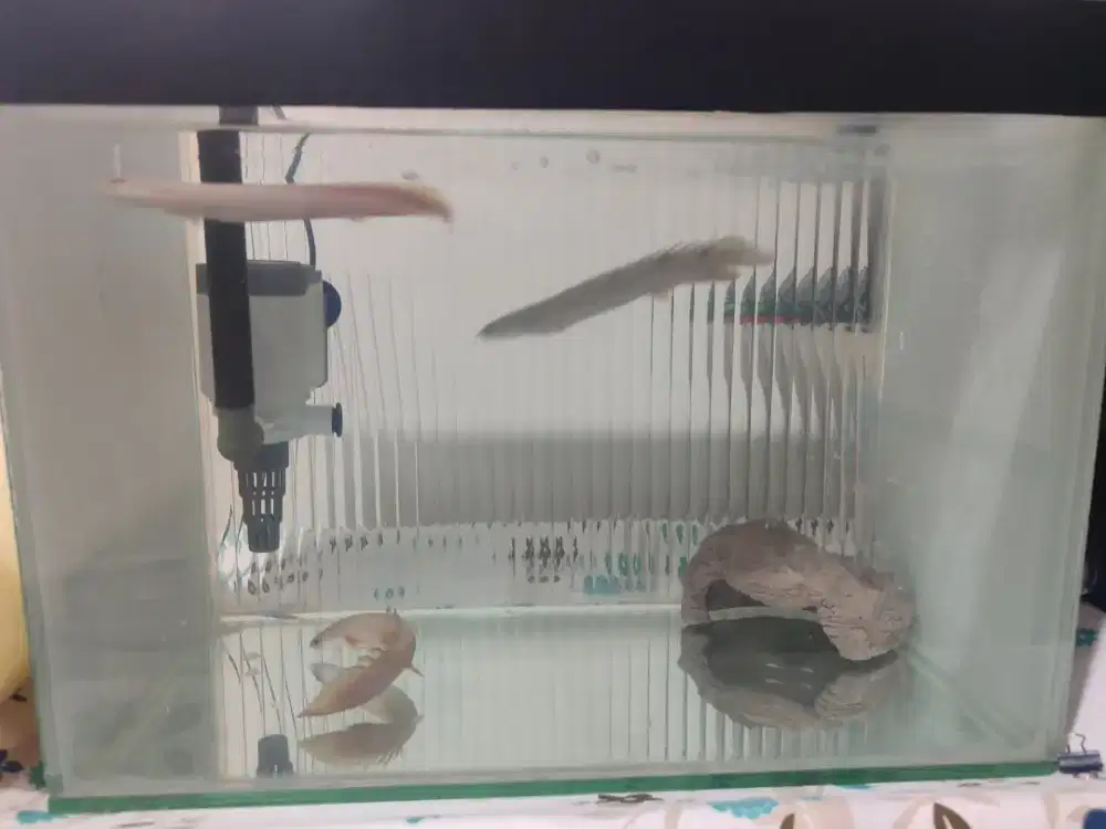 1 SET AQUARIUM 3 PALMAS